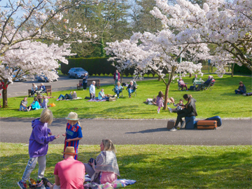 Japanese Cherry Blossom Viewing held on 26th March