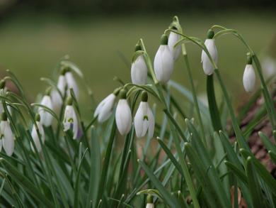 立教歳時記　連載第6回 松雪草 (Snowdrop)