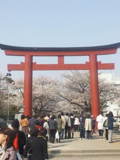 日本の桜「どうしてキレイだと思うか考えてみるともっと好きになってくる。」