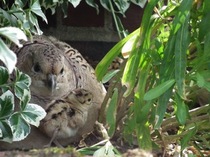 雉が温めていた卵がついに孵りました。写真でご覧下さい。