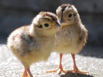 土曜日の朝、雉のヒナ達の巣立ち。3時間のドラマを写真でご覧下さい。