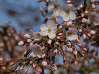 春爛漫　～立教の桜～
