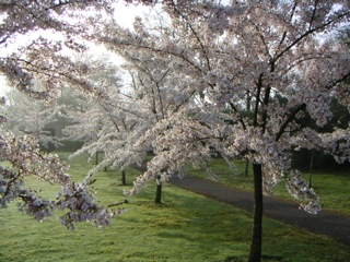 春爛漫　～立教の桜～