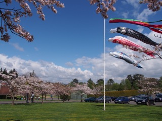 桜が咲き誇る中、練習の成果を出し尽くした球技大会