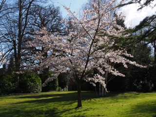 今年咲いた桜は、自分の新しいスタートだ。