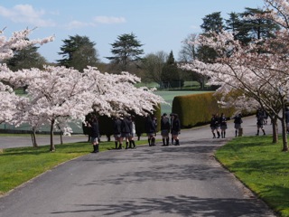 桜の美しさを言葉で表現する（国語科）