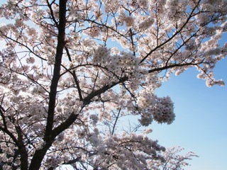 桜の美しさを言葉で表現する（国語科）