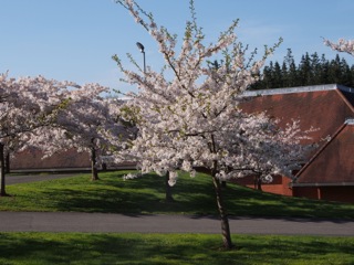 桜の美しさを言葉で表現する（国語科）