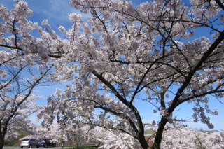 満開の桜の下、第一学期入学始業礼拝が執り行われました。