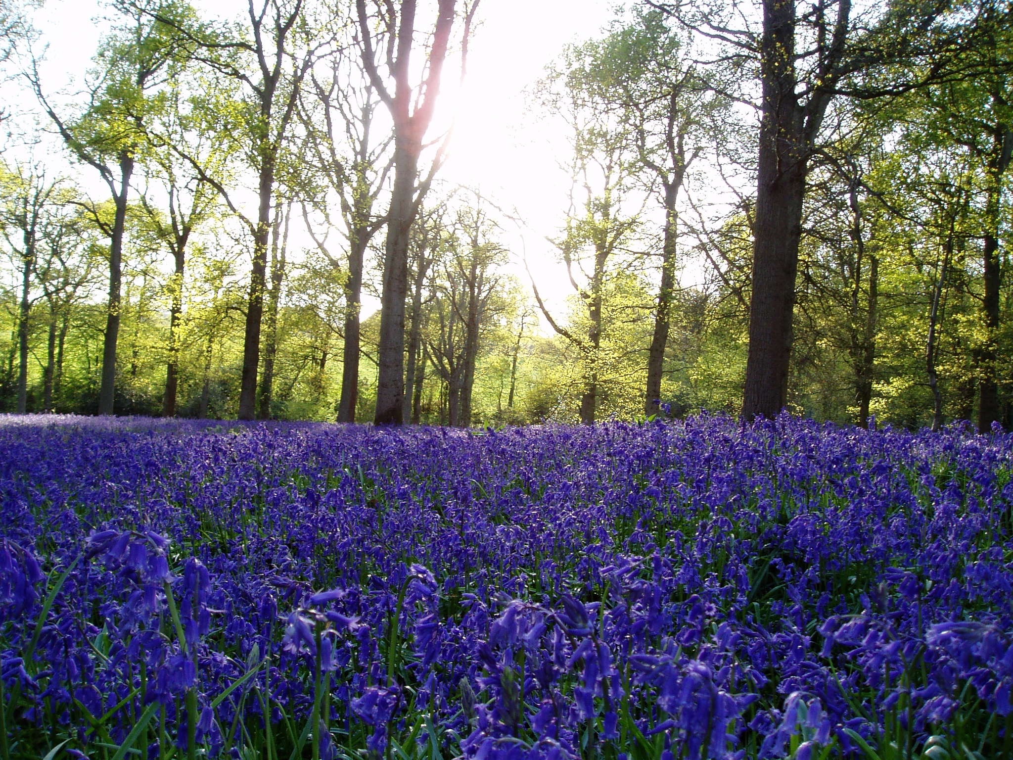 創立55周年記念事業 ～ ブルーベル募金（Phase II）ご支援のお願い